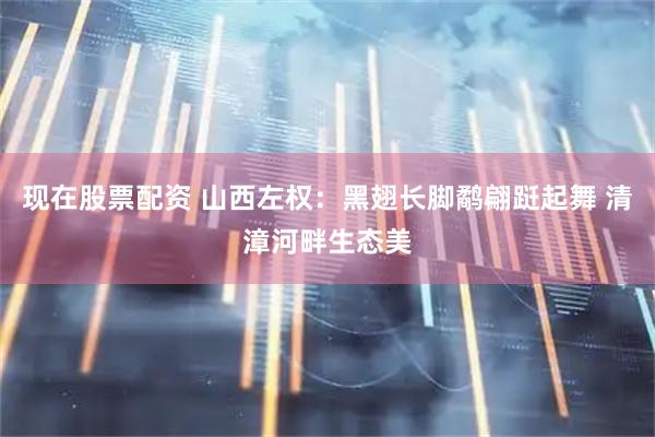现在股票配资 山西左权：黑翅长脚鹬翩跹起舞 清漳河畔生态美